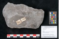 Foto (Objekt + Etikett) von Calamites sp.  (NHMW-GEO-2024-0188-10999)